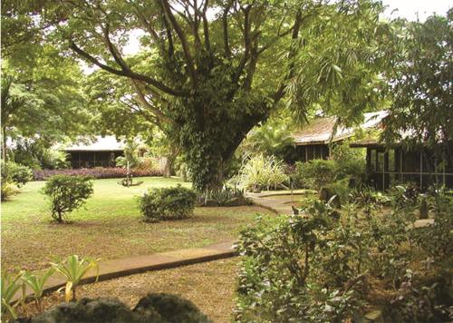 ラウトカにあるファースト ランディング ビーチ リゾート＆ヴィラズの大木と家のある庭園