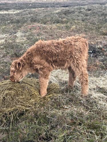 a dog standing in a field eating hay at Pentland view croft with a sea view in Melvich