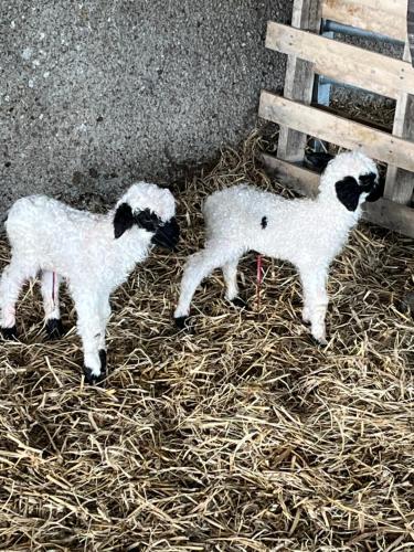 two baby lambs standing next to a wooden fence at Pentland view croft with a sea view in Melvich