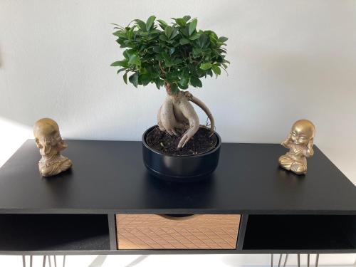 a bonsai tree on a black table with two skulls at Gîte La Perrière Zen in La Bouexière