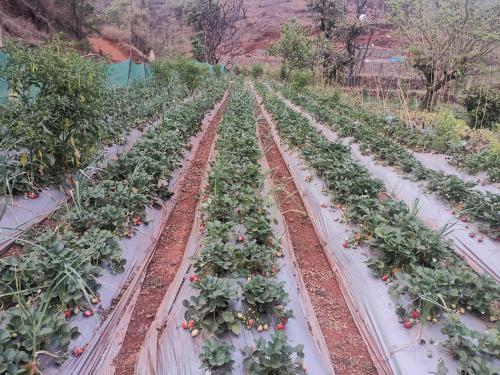 Un jardín fuera de Shivshrushti Agro Tourism & River Camp Tapola
