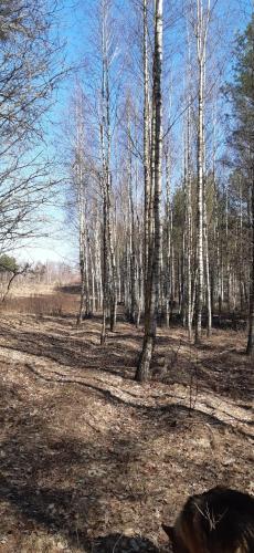 a wooded area with white trees on a sunny day at sosnowelowe in Lamkowo