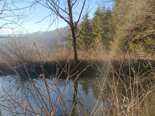 a body of water with a tree in the middle at Domaine de Rosière in Glay