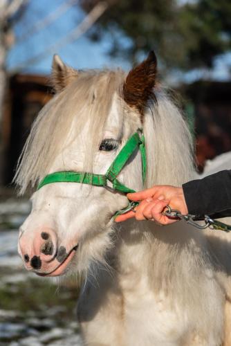 a person holding a white horse with a green halter at Orzechowa Ostoja noclegi Energylandia in Bachowice