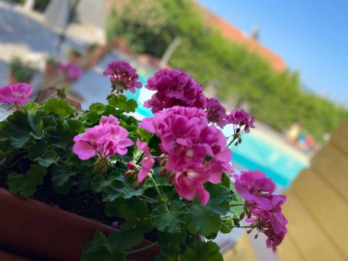 a bunch of pink flowers in a pot at Villa Moorings in Barga