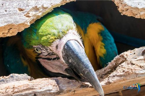 a green parrot with a long beak in a box at Cabanas Termas Hotel in Gravatal