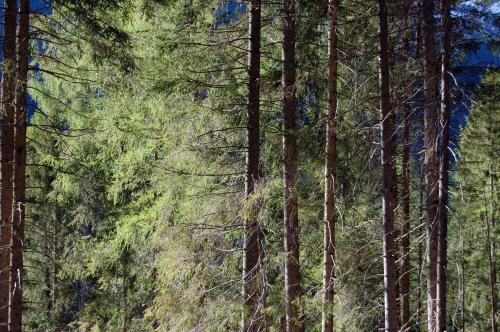 a painting of a forest of pine trees at Chalet Nel Doch in Canale San Bovo