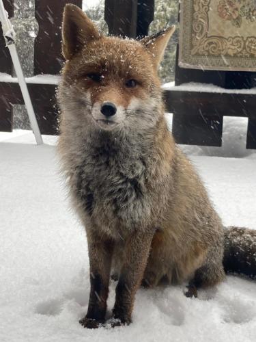 a brown fox sitting in the snow at Chalet Mirastelle in Pretoro