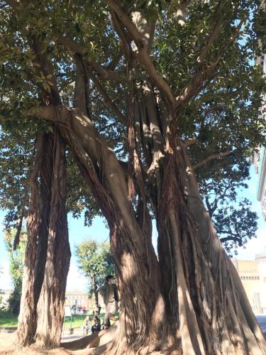 a large tree with ropes around its branches at International Naples in Naples