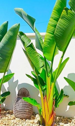 a plant in a pot sitting next to a fence at B&B Suites Via del Mare in Presicce