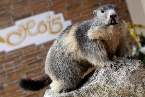 a squirrel sitting on top of a rock at Berghotel Hois in Heiligenblut