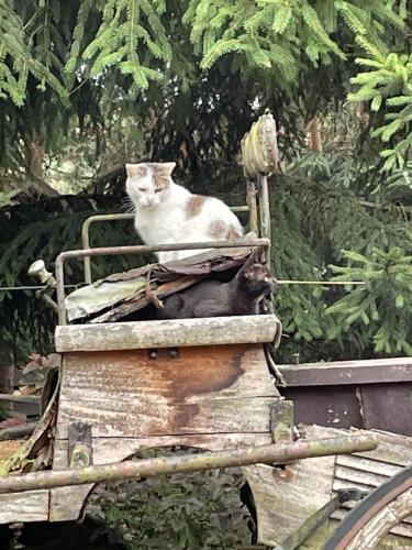 a cat sitting on top of a cart at Agroturystyka Hanka i Jurek in Boruja