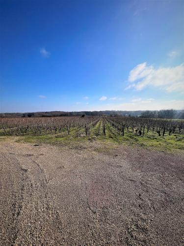 an empty field with a vineyard in the distance at Balade en Forêt, 3min du Zoo in Saint-Aignan