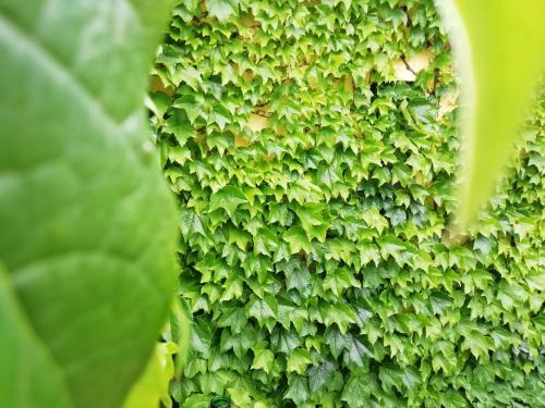 a plant with green ivy on the side of it at Il Cardoncello in Sindia