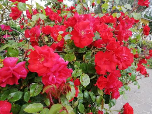 a bunch of red flowers on a plant at Il Cardoncello in Sindia