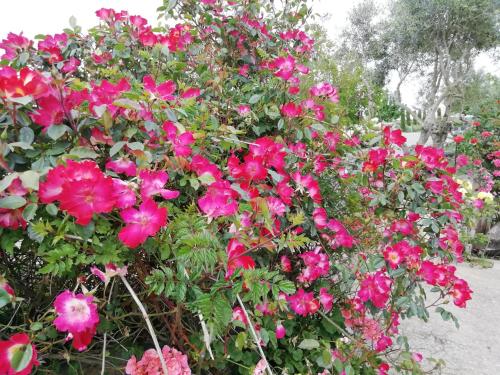 a bush of pink flowers in a garden at Il Cardoncello in Sindia