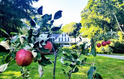 an apple tree in a yard with a house in the background at Timbercliffe Cottage Inn in Camden