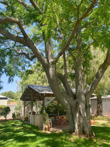 un abri de pique-nique sous un arbre dans une cour dans l'établissement Busselton Jetty Chalets, à Busselton