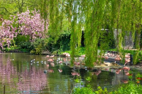 a group of flamingos swimming in a pond in a park at Crown Hotel in Amsterdam