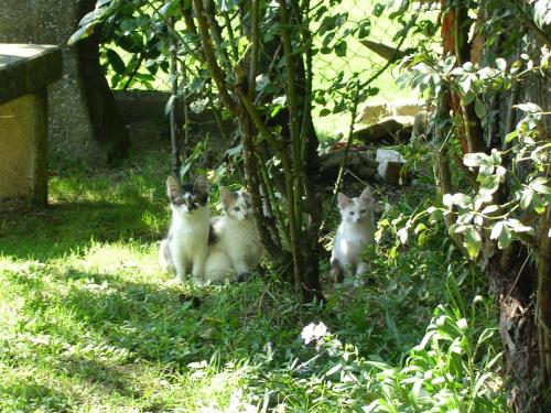 three cats sitting in the grass under a tree at Fattoria di Rigone in Coltavolino