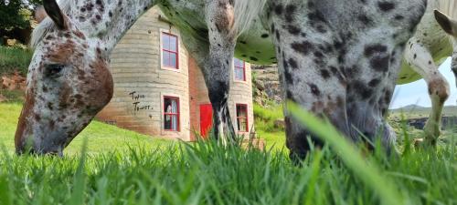 a giraffe eating grass in front of a building at Fairview Estates in Fouriesburg