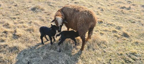 Foto dalla galleria di Pensjonat Przy Stajni a Kierzkowo