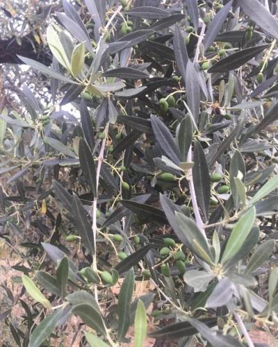 Φωτογραφία από το άλμπουμ του La Giara B&B σε San Demetrio Corone