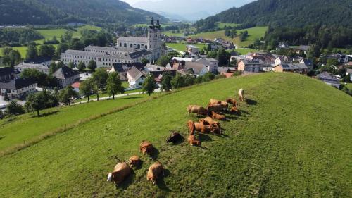 a herd of cows grazing on a green hill at Ferienhof Pacher in Spital am Pyhrn