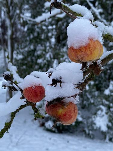 a branch of an apple tree covered in snow at Spurensucher Quartier in Usedom Town
