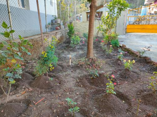 a garden with a tree and some plants at Misba Homestay Kodai in Kodaikānāl