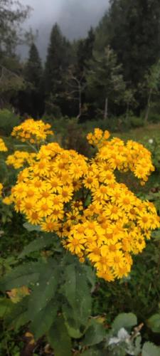 a bunch of yellow flowers in a field at Sunrise Rest House in Islamabad