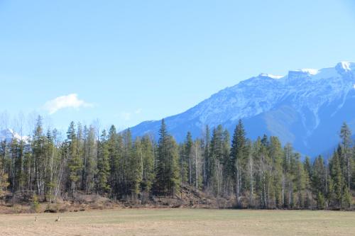 a forest of trees with mountains in the background at Rocky Mountain Cabins and Home in Golden