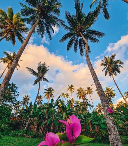 a group of palm trees and pink flowers at Saletoga Sands Resort & Spa in Matatufu