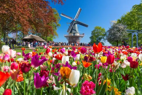 ein Blumenfeld mit einer Windmühle im Hintergrund in der Unterkunft Babylon Hotel Den Haag in Den Haag