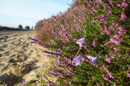 a bush of purple flowers on the beach at The Barnyard in Balinge