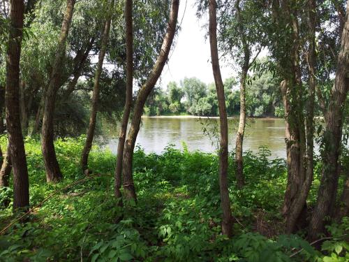 a view of a river through a forest of trees at Pensiunea Lunca in Arad