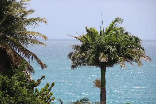 a palm tree with the ocean in the background at Villa Kouleur Kafé in Sainte-Anne