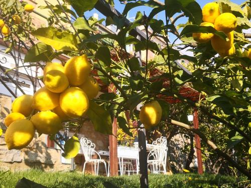 a lemon tree with a bunch of oranges on it at Florinda Lemon's Suite in Cervo