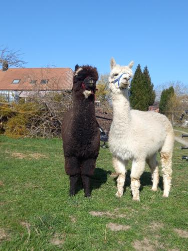 Animais no alojamento de turismo rural ou nos arredores