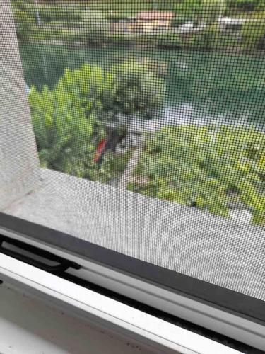 a window with a view of a bunch of green plants at LaRiva 11 L'angolo segreto di Sarnico Lake Iseo in Sarnico