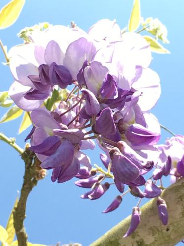 a bunch of purple and white flowers on a tree at Youlin Homestay in Meishan