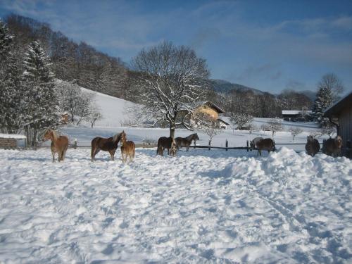 a group of horses standing in the snow at Sonnenkaiser in Fischbachau