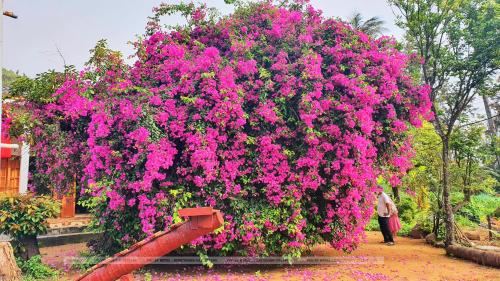 a large bush filled with pink flowers in a park at Khách Sạn Lý Sơn Phú Sỹ in Ly Son