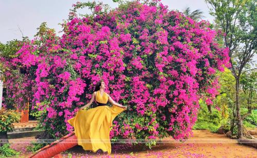 a woman standing in front of a large bush of pink flowers at Khách Sạn Lý Sơn Phú Sỹ in Ly Son