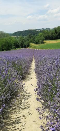 a dirt road in a field of purple flowers at B&B Mermaid n 16/a in Treiso