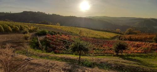a vineyard on a hill with the sun setting in the background at B&B Mermaid n 16/a in Treiso