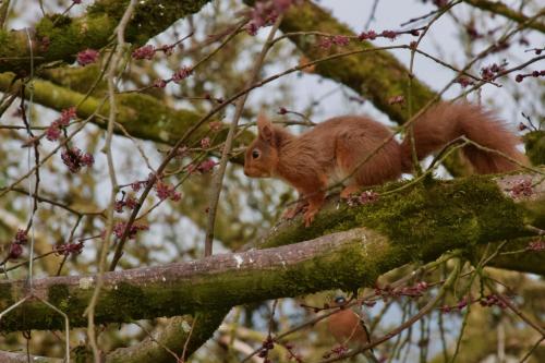 a red squirrel sitting on a tree branch at Elm Tree Cottage in Fivemiletown