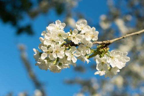 a close up of white flowers on a tree branch at La planche pinçon in Teloché