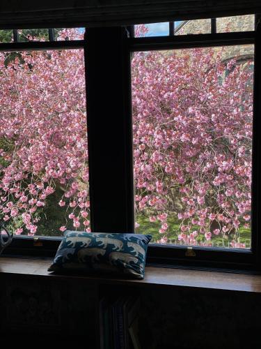 a window with a view of a bush of pink flowers at Wuthering Heights in Sedbergh