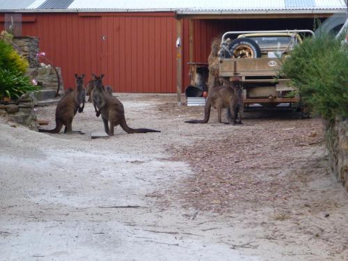 a group of kangaroos standing in front of a building at Strandmarken in Island Beach
